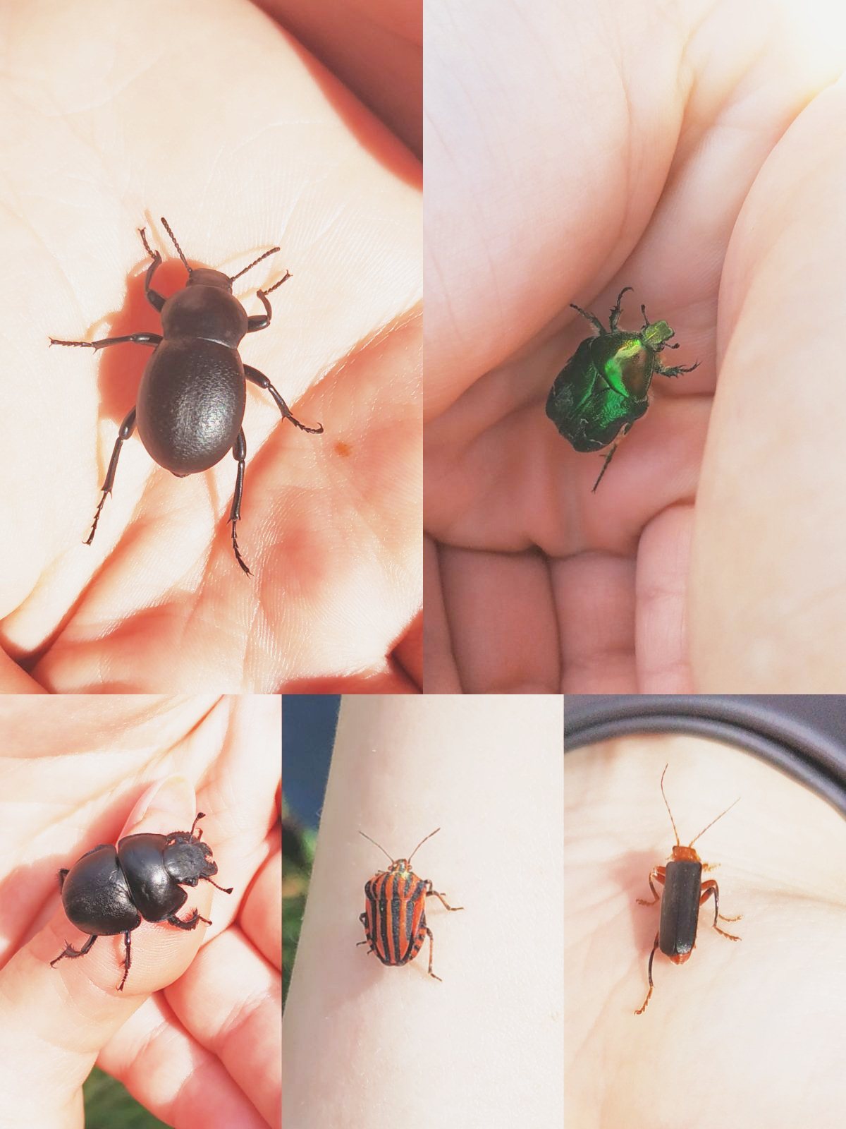 Матеріали ентомофауни природного заповідника «Медобори»